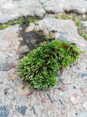 Bryum argenteum