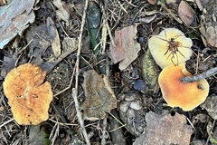 Gymnopus ocior