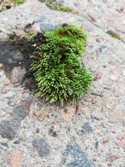 Bryum argenteum