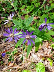 Symphyotrichum phlogifolium