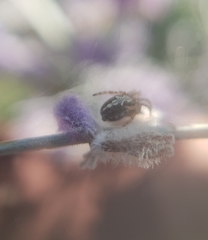 Aculepeira ceropegia