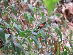 Heliconius erato phyllis
