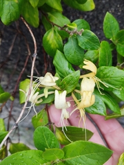 Lonicera periclymenum