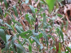 Heliconius erato phyllis
