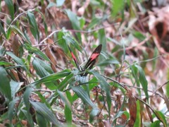 Heliconius erato phyllis