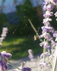 Aculepeira ceropegia