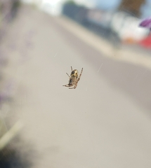 Aculepeira ceropegia