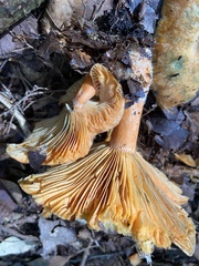 Lactarius thyinos