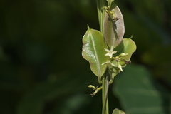 Cryptolepis buchananii