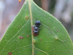 Cephalotes