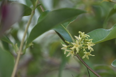 Cryptolepis buchananii