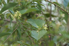 Cryptolepis buchananii