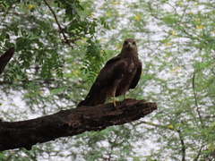 Milvus migrans