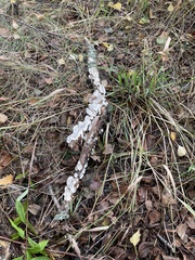 Peltigera canina