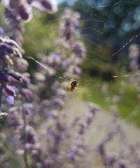 Aculepeira ceropegia