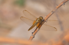 Crocothemis servilia