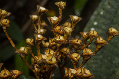 Salpinga margaritacea