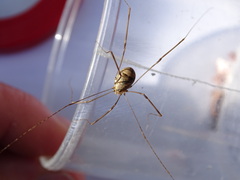 Leiobunum blackwalli