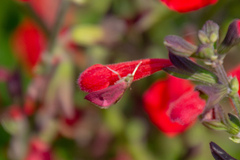 Pyrausta inornatalis