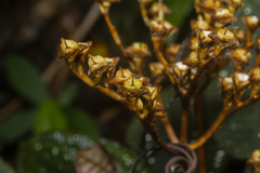 Salpinga margaritacea