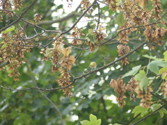 Phylloscopus sibilatrix