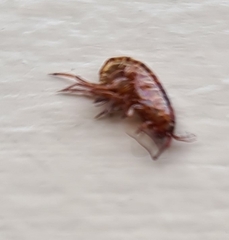 Siphonaptera