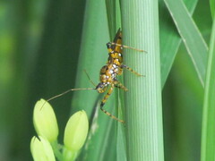 Harpactorini