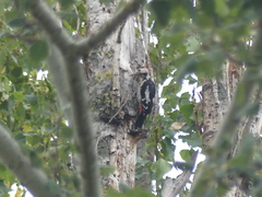 Dendrocopos syriacus