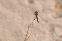 Diplacodes lefebvrii