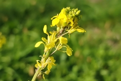 Rhamphospermum nigrum