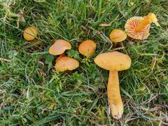 Hygrocybe quieta