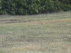 Spermophilus citellus