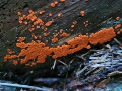 Hemitrichia decipiens