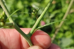 Rhamphospermum nigrum