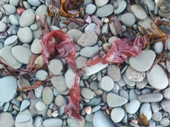 Rhodophyta