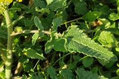 Rhamphospermum nigrum