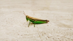Oxya chinensis