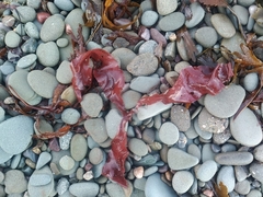 Rhodophyta