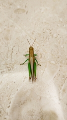 Oxya chinensis