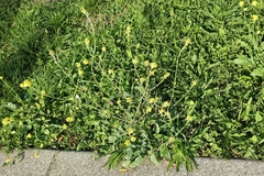 Rhamphospermum nigrum