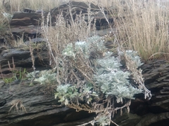 Artemisia stelleriana