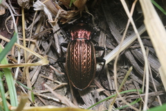 Carabus ulrichii