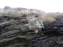 Artemisia stelleriana