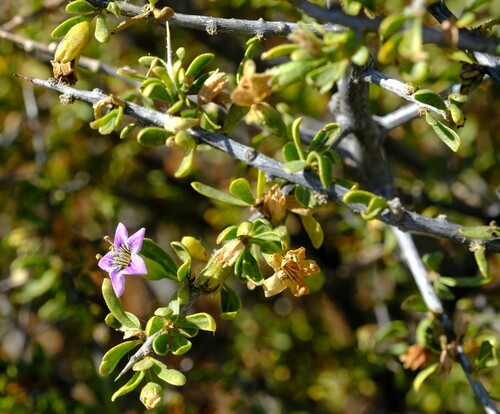 Dew Honeythorn (Lycium pilifolium)