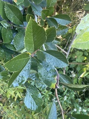 Crataegus crus-galli