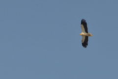 Neophron percnopterus