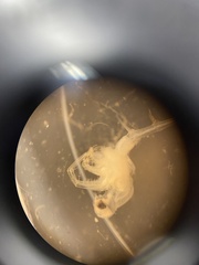 Bythotrephes longimanus