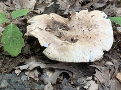 Tricholoma caligatum
