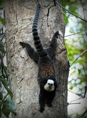 Callithrix geoffroyi