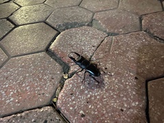 Serrognathus titanus platymelus
